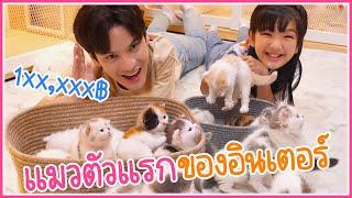 พาอินเตอร์ไปซื้อแมวตัวแรกในชีวิต ราคา 1XX,XXX บาท | เตอร์ติดเต๋า