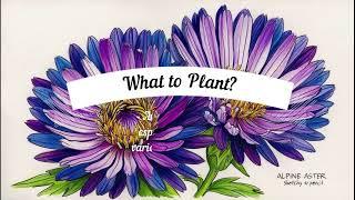 HOW TO PLANT A GARDEN FOR POLLINATORS - about pollinators and what plants to plant to attract them