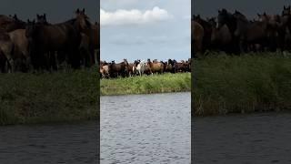 Табун лошадей. Рыбалка, р. Убаган, Костанайская область.