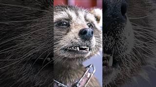 Rocket Being A Genius -- Guardians of The Galaxy 3 (2023)