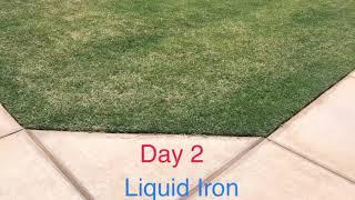 Liquid Iron Lawn Results