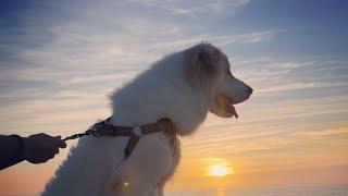 History Of The Great Pyrenees (Pyrenees Mountain Dog)