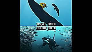 Male orca vs female sperm whale