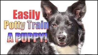 How to Potty Train & Crate Train a Puppy OR Dog HUMANELY and EFFECTIVELY!