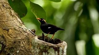 Myna Bird Common Hill Myna Gracula Religiosa Mynah Sri Lanka Hill Myna Birdwatching Salalihiniya #89