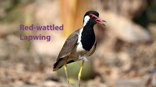 Red-wattled Lapwing