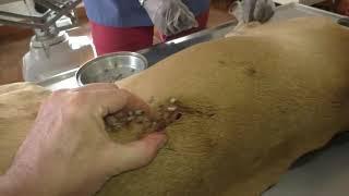 Remove mangoworms from dog - Remove mango worms from dog skin Удалите манговых червей с кожи собаки