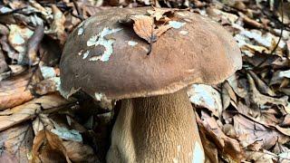 Mycology Grande Porcini Boletus Edulis + Boletus Regius + Russula Funghi เห็ด