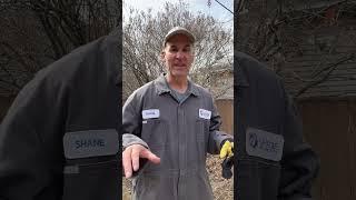 Pruning a Common Lilac in Alberta  #arboristtips