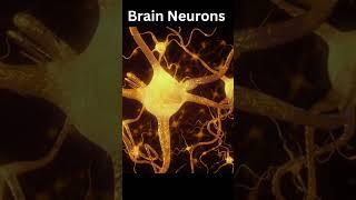 Brain Neurons