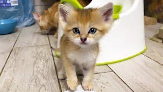 SAND KITTENS EXPLORE HOUSE UNDER SUPERVISION OF MAINE COONS