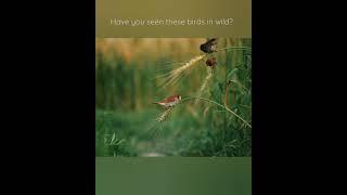 Spotted Munias (Lonchura punctulata) in wild | Birds of Indian Subcontinent |  Rajshahi,Bangladesh