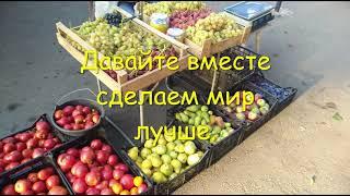 Виноградник.  Сорта- Виктор.  Преображение.  Юбилей нов.  Румба. Какие они в 2020 году.