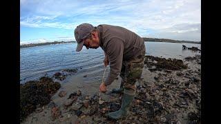 Pêche à pied dans l'estuaire de la Rance