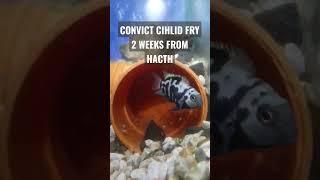 "The beauty of breeding" Convict Cichlid fish