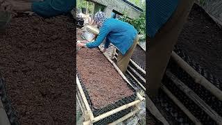 Making soil into flat surface after mixing soil 13.06: Enjoy rural life & nature #rurallife  #nature