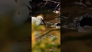 new bird video nature 4k #shortvideo #trrending_