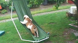 Bulldog Plays on Hammock in the Rain | Funny Bulldog Video