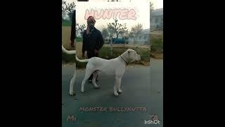 NEW ENTRY IN CHENNAI... HUNTER S/O BASHAA S/O PAK IMPORT TIGER AMARVEER WALA