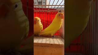 Bird's mashaAllha #birdfood #chickenbreeds #music #love #birdslover #cute #parrot #pigeon #birds