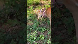 #foryou #trending #nature #deerseason #bambi #baby #doe