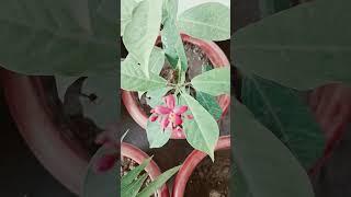Mara galdan #shortvideo #viral #love #subscribers #subcribers #viralvideo #shortsviral #status #like