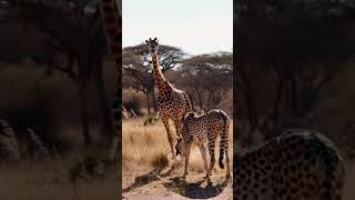 A wonderful giraffe meet with forest king Mr cheetah . Best funny vadio 