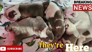 Fabulous Bulldogs Shera ️ Maui Litter Is HERE️️