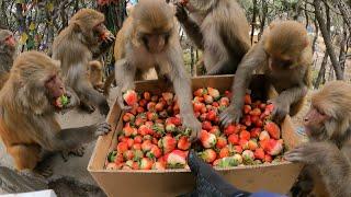 Lucky monkey ate fresh village strawberry || Helping homeless people in street || huminity