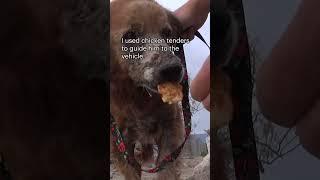 Sick dog on the US-Mexico border - full rescue video: www.HopeForPaws.org 