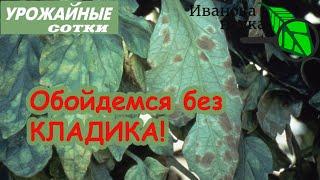 ЧУМА ТОМАТА уже на пороге! ПРОСТОЙ и ПРИРОДНЫЙ способ победить кладоспориоз и другие болезни!