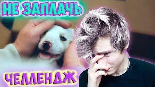 ОТ ЭТОГО ВИДЕО ПЛАКАЛ ВЕСЬ ИНТЕРНЕТ| ПОПРОБУЙ НЕ ЗАПЛАКАТЬ ЧЕЛЛЕНДЖ|TRY NOT TO CRY|ЗАПЛАКАЛ ПРОИГРАЛ