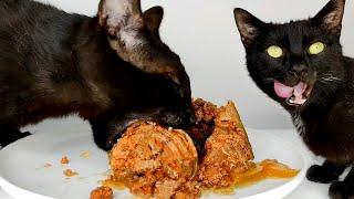 Cats Eating Wet Cat Food ASMR MUKBANG