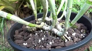 ПЕРЕСАДКА КУПЛЕННЫХ ОРХИДЕЙ. Катлеи. REPOTTING NEW CATTLEYA ORCHIDS