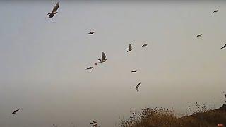 Hunting Skylark Using shotkam and Gemini Chokes - Caccia all'allodola - صيد مطوق - season 2022