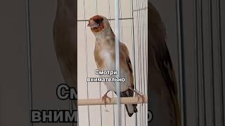 что он делает? смотри внимательно #птицевод #птица #птицы  shegoliston