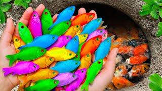 Surprised Catch Colorful Aquarium Fish In Small Pond, Bronze Guppy, Half Black Blue Guppy, Red Guppy