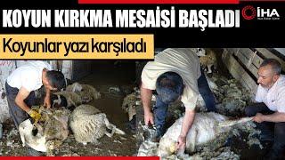 Koyun Kırkım Mesaisi Sürerken,  Çiftçi Yünün Fiyatından Şikâyetçi