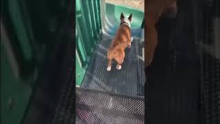 Dog falls down slide meme