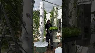 Maximize crop yield with soilless aeroponic tower farming! #verticalfarming #aeroponics