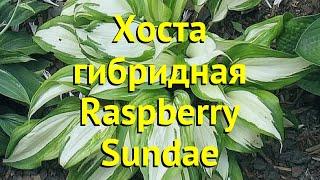 Хоста гибридная Распберри Сандей. Краткий обзор, описание характеристик hosta Raspberry Sundae