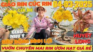 04/03 CHỊ PHƯƠNG Giao Lưu Mai Vàng Giá Rẻ, Siêu Bông Bình Lợi Giảo Như Ý Huyết Long • THÀNH TRỌNG LÊ