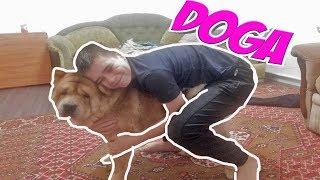 Дога- йога для собак| Doga- Dog Yoga| TV GAMER|