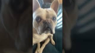 Goody ahh #funny #fypシ゚viral #frenchie #dog