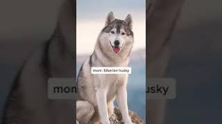 Mix - Dogs 101