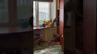 Обезьянка Чита одна дома