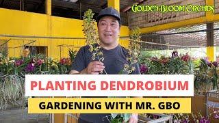 Gardening with Mr. GBO: Planting Dendrobium