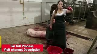 Ladies Preparing to slaughter Pig Preview