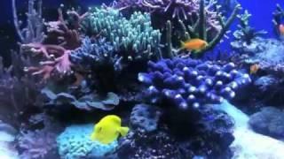 Reef SPS tank with NP Reducing BioPellets