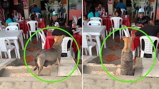 Starving Pregnant Dog Arrives at a Restaurant, Hoping for Kindness But Everyone Turned Away…